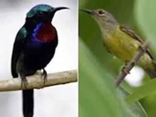 Cara Menjodohkan Kolibri Ninja (Konin) Dengan Mudah, Cara Ternak Kolibri Bagi Pemula, cara ternak atau menjodohkan kolibri ninja