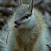 numbat