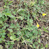 Inilah Alasan Mengapa Tanaman Landep (Arachis Pintoi) Cocok untuk Pertanian Organik