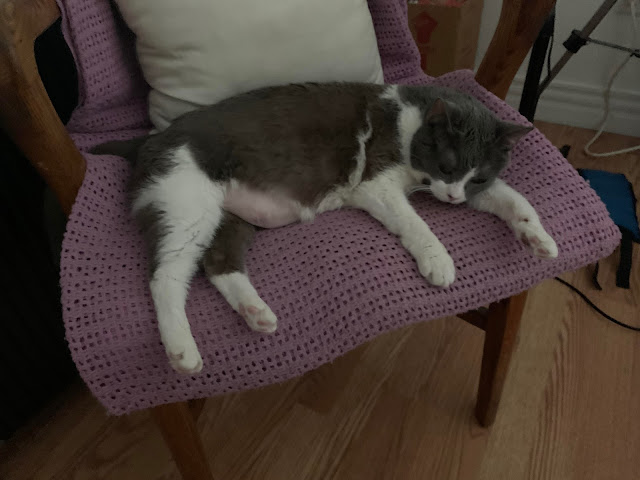 Cat,cats,cat facts,catfacts.ca,meow,kitty,kitty cat,I love cats,favorite animal,Viv,Vivian,feline,brown cat,grey cat,daily cat facts,Why do cats eat,why do cats purr,why do cats knead,cat food