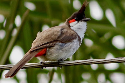 "Red-whiskered Bulbul, perched on a wire."