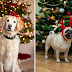 5 things to do with your doggos for the Christmas season