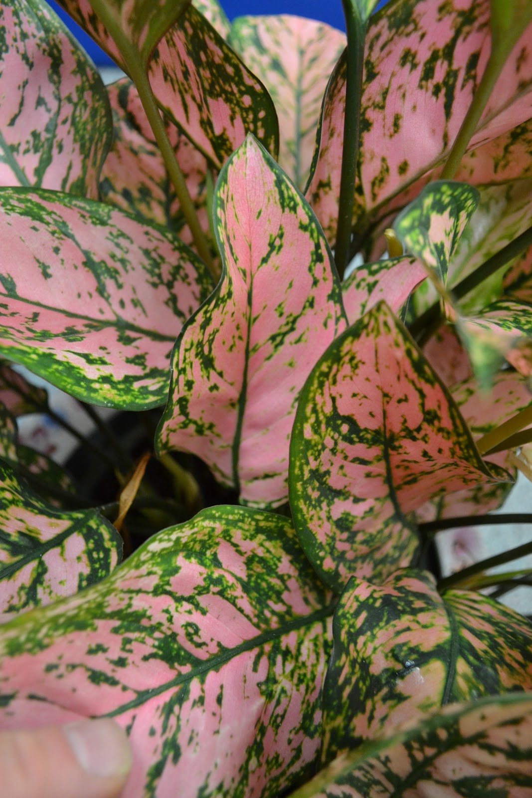 The Outlaw Gardener Aglaonema  cv  Valentine  