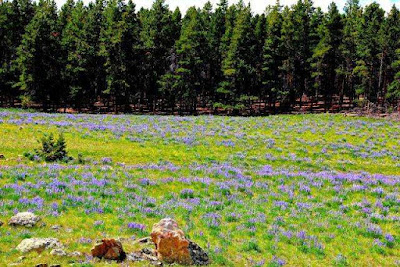 Spring Wildflowers Yellowstone National Park