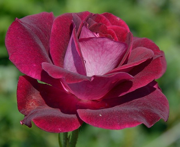 Burgundy Ice роза фото