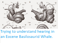 https://sciencythoughts.blogspot.com/2015/02/trying-to-understand-hearing-in-eocene.html