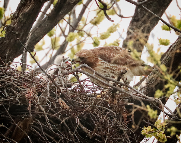 Red-tailed hawk Amelia feeds her chick