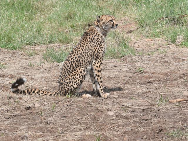 Cheetah with Satellite Collar in Kuno