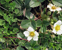 wild strawberry blossoms