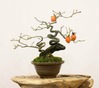 Kesemek,Pohon Buah Yang Bisa Tampil Cantik Untuk Bonsai