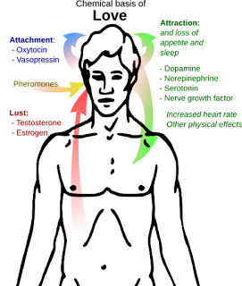 Aşkın kimyasal kökeni