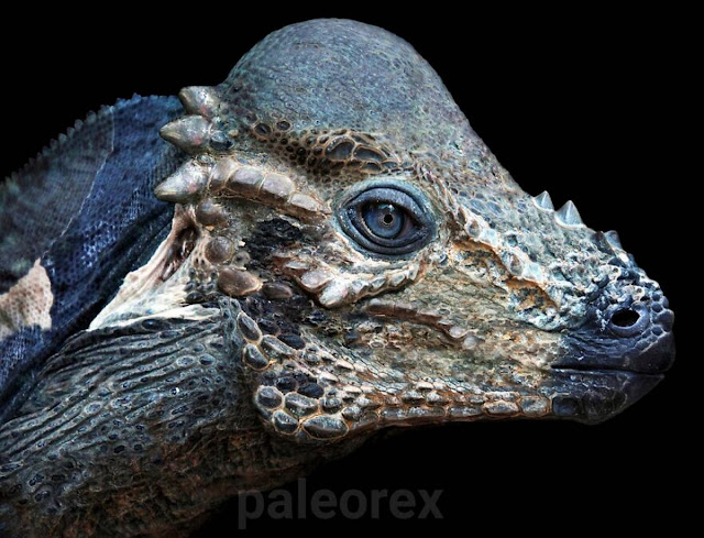 Пахицефалозавр  (Pachycephalosaurus)