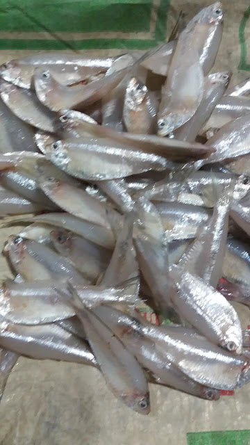 https://www.facebook.com/Bestqualityfishctg/