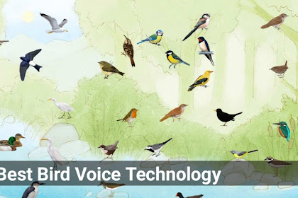 Amazing Birds Voice Technology Enjoy Now 