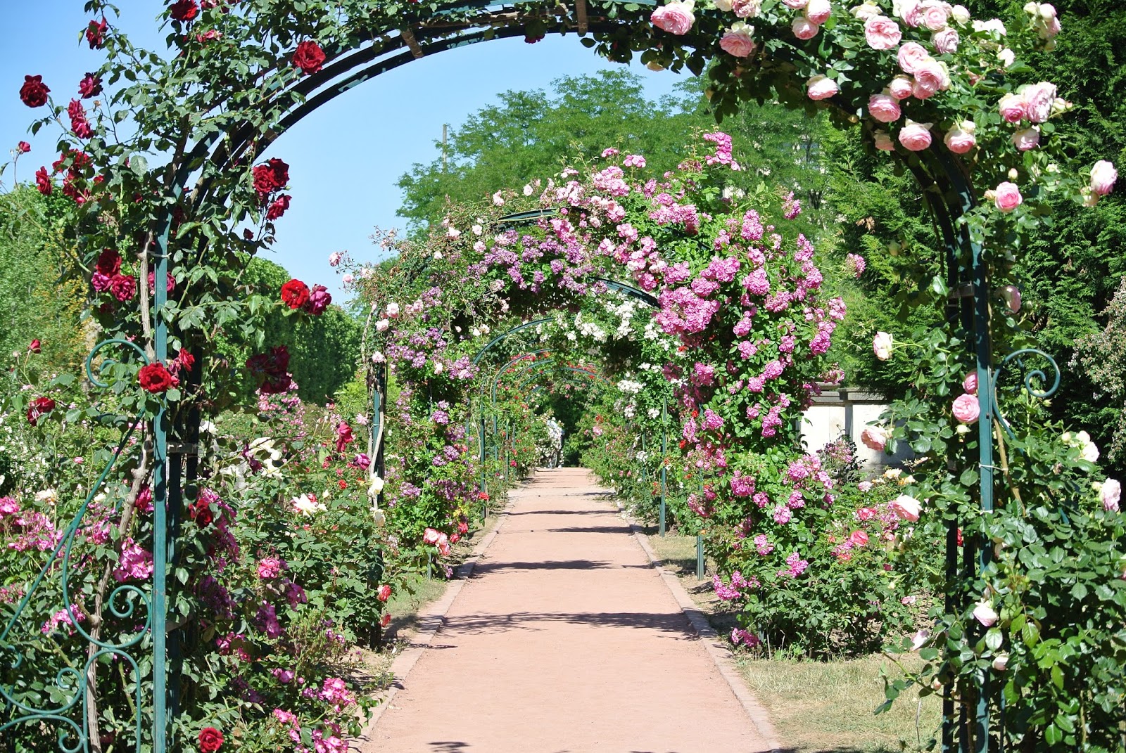 Le blog de Gabrielle Aznar: La roseraie du jardin des plantes ♦ Paris - Roses%2BjarDin%2BDes%2Bplantes%2Bparis%2Bgabrielle%2Baznar%2Bcopyright