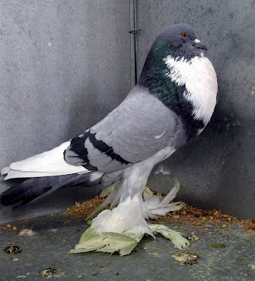 Pomeranian Pouter Pigeon