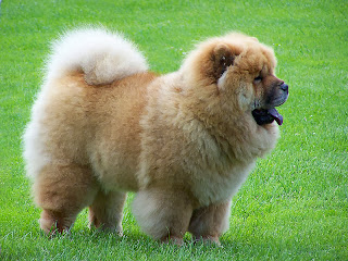 Chow Chow Dog HD Wallpapers, chow chow breed,