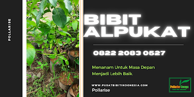 Tempat , Jual Bibit Alpukat Miki Di Medan, Harga Bibit Alpukat Roro, Jual Bibit Alpukat Reed, Harga Bibit Alpukat Siger, Harga Bibit Alpukat Siap Berbuah, Harga Bibit Alpukat Sijago