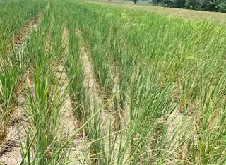 Tanaman padi di sawah milik petani mulai layu akibat kurangnya pasokan air di musim kemarau.