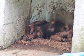 和歌山城 お城の動物園