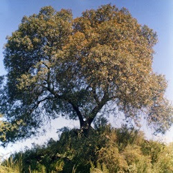 arboles argentinos Molle de beber Lithraea molleoides