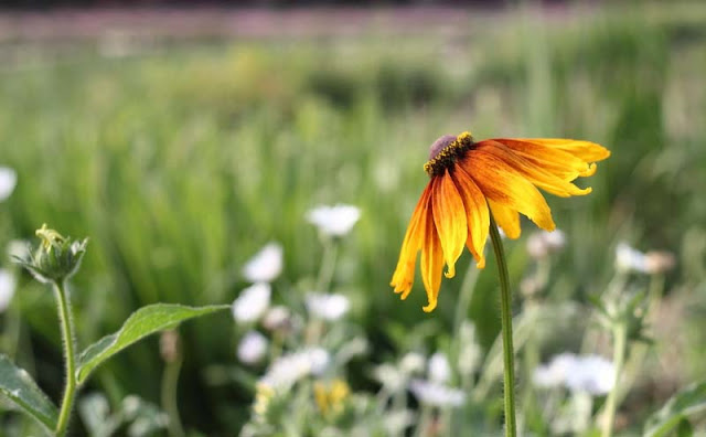 Rudbeckia Hirta Flowers Pictures