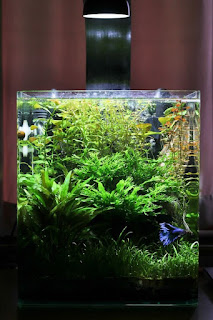 tank ikan laga [ betta fish tank ]