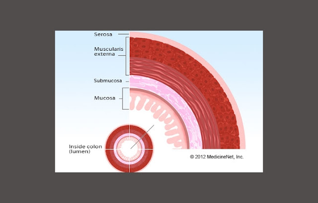 Mucosa, Submucosa, Muscle, Adventitia