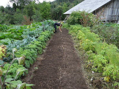 Tidy Rows of Vegetables growing in garden
