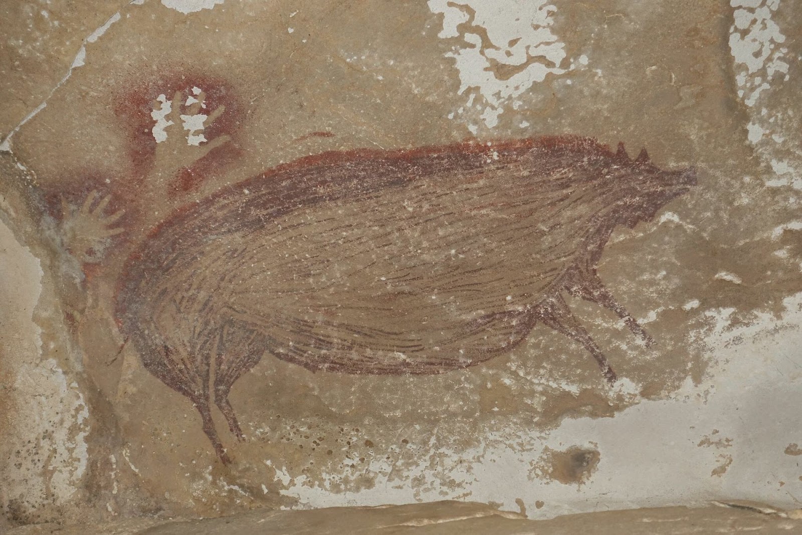 Pintura rupestre indonesia de un cerdo de 45.500 años de antigüedad