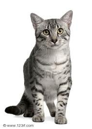 Specifically Type of Cats Egyptian Mau Breed Specifically Type of Cats Egyptian Mau Breed
Type of  Cats Egyptian Mau  Breed