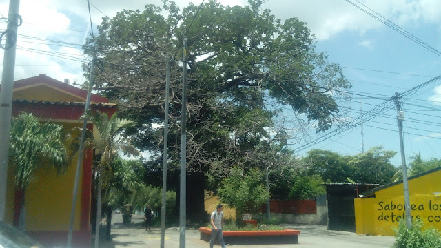 Àrbol de Ceiba en el barrio Martha Quezada. Foto Wendy Quintero