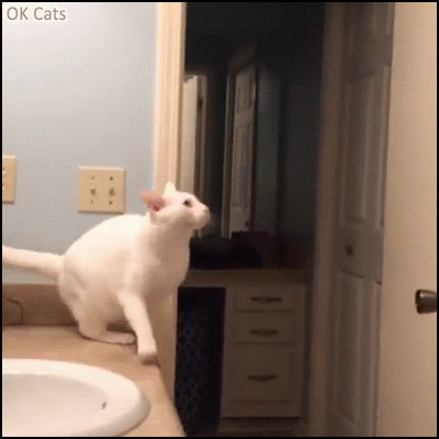 Cat Fail GIF • Epic jump fail in the bathroom • Wait, I can do it...SHIT! • At least you tried ,haha [ok-cats.com]