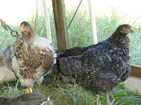 Splash Laced Wyandotte and Cuckoo Marans