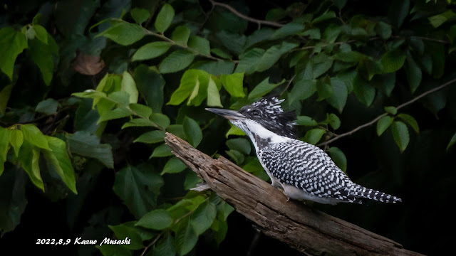 宮城の野鳥