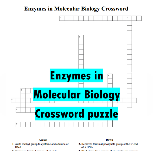 Enzymes in Molecular biology Crossword puzzle