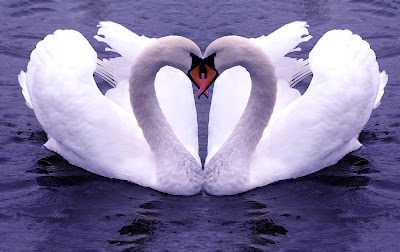 Swan 