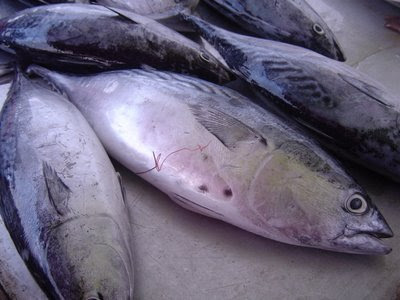 Gulai Ikan Tongkol / Curry tunaEasy Food Recipe