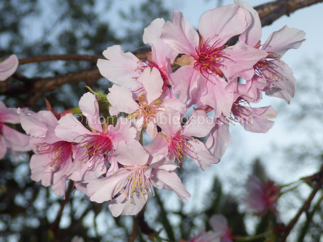 Taichung cherry blossoms