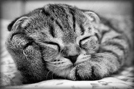 kitty, cute, sleeping, adorable, photo, picture,