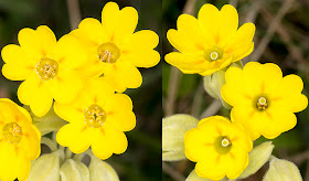 Cowslips, Primula veris; thrum-eyed and pin-eyed.  Kemsing Down with the Orpington Field Club on 12 April 2014.