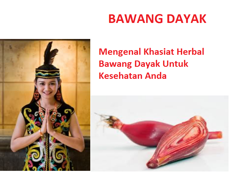 khasiat bawang dayak