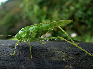 Orthoptera