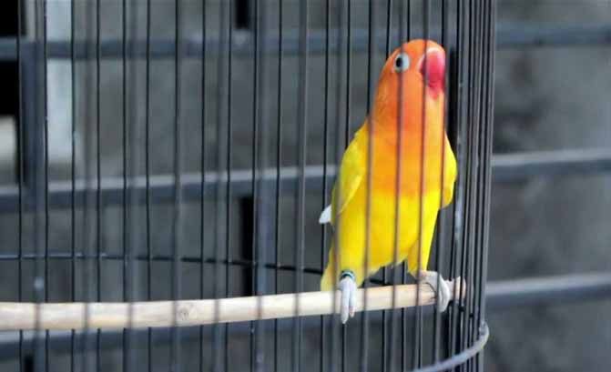 Cara Mengatasi Lovebird Bunyi Sambil Buka Sayap