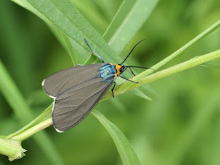 Ctenucha virginica - Cténuche de Virginie