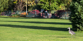 Young Grey Heron, Ardea cinerea, in Kelsey Park on 27 October 2012