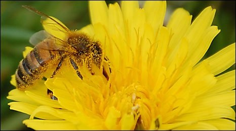 ABEJAS SOBRE AMARILLO - BEES ON YELLOW.