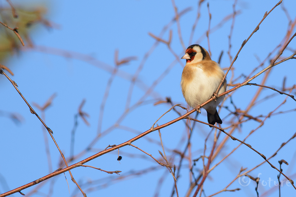 Ohakalind, Carduelis carduelis, European Goldfinch, Eurasian, vint