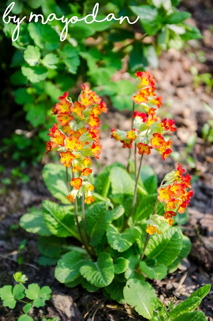 rote Schlüsselblume