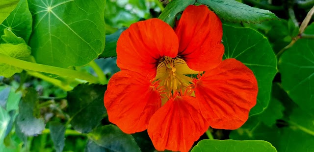 Red flower looking beautiful